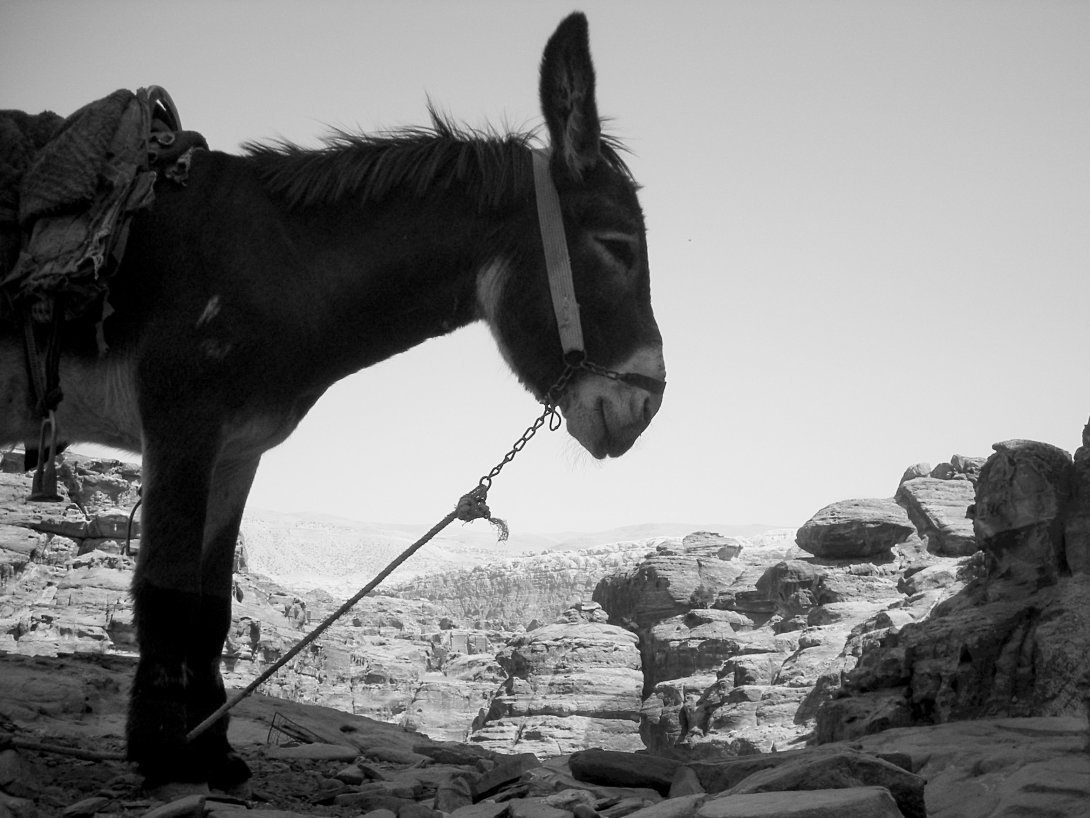 Petra (Jordan)